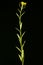 Treacle-Mustard (Erysimum cheiranthoides). Habit