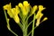 Treacle-Mustard Erysimum cheiranthoides. Inflorescence Detail Closeup