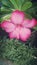Tread Dara & x28;Catharanthus roseus& x29; is known by various scientific names Vinca rosea, Vinca multiflora, Ammocallis rosea.