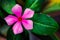 Tread Dara flower is an annual shrub originating from Madagascar