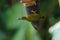 Treaked Spiderhunter Arachnothera magna