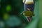 Treaked Spiderhunter Arachnothera magna