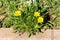 Treasure flower or Gazania rigens half-hardy perennial plants with daisy-like composite flower heads shaped like small bush