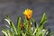 Treasure flower or Gazania rigens perennial plant with single daisy like composite flower starting to open in local home garden