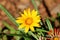 Treasure flower or Gazania rigens plant with composite flower head consisting of bright yellow petals with black spots at the base