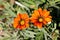 Treasure flower or Gazania rigens plants with flower heads consisting of orange to yellow petals on dark leaves background