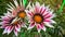 Treasure flower Gazania rigens white flower with red shadows