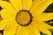 Treasure flower, Gazania splendens \'Kiss Yellow\'