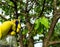 Treating cherry branches with a fungicide against pests or bacterial diseases. Spraying plants with a sprayer. Garden care