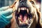 Treatment of a dog\\\'s teeth at a veterinarian, dentist close-up