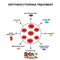 Treatment of erythrocytopenia. Reducing red blood cells. Cells erythrocytes. Hemoglobin. The structure of red blood