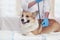 treatment of happy ginger Corgi dog puppy a veterinarian with a stethoscope