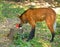 Treats for Maned wolf Chrysocyon brachyurus