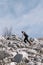 Trebinje, Bosnia and Herzegovina - Skyrunning race runner on rocky mountain ridge