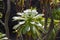 Tree aeonium (Aeonium arboreum)