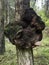 A tree affected by the disease in the form of growths on the trunk. It grows among other trees in the forest