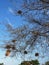 Tree in African savannah. Desert landscape and lonely dried plant.