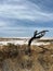 Tree in African savannah. Desert landscape and lonely dried plant. Dirt road.