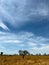 Tree in African savannah. Desert landscape and lonely dried plant. Dirt road.