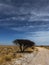 Tree in African savannah. Desert landscape and lonely dried plant. Dirt road.