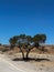 Tree in African savannah. Desert landscape and lonely dried plant. Dirt road.