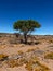 Tree in African savannah. Desert landscape and lonely dried plant. Dirt road.