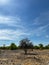 Tree in African savannah. Desert landscape and lonely dried plant. Dirt road.