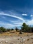 Tree in African savannah. Desert landscape and lonely dried plant. Dirt road.