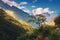 Tree against amazing Himalayan mountains at sunset