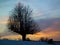 A tree against dusky sunset