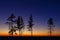 tree against the sky with sunset.