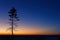 Tree against the sky with sunset.