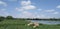 tree agriculture water sky grass cloud - sky plant