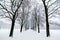 Tree alignment in Vigeland Park in Oslo. Snow covered. Inspiration design