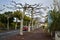 Tree alley around the main road in the capital of the island of Pico