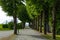 Tree alley inside Bergen Castle park