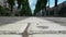 Tree alley and Road marking of the bike path on the sidewalk in the town in summer in daytime. City life. Low angle