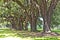 Tree alley in south carolina farm entrance