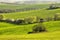 Tree alleys among rolling green spring fields, treen with new green leaves