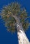 Tree Aloe - Quiver Tree