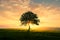 Tree alone on meadow in summer evening