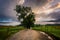 Tree along a dirt road, on a foggy morning at Cade\'s Cove, Great