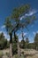 A tree along the Largo Trail in New Mexico