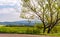 Tree along the road in mountainous countryside