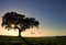 Tree in Alqueva Lake