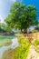 Tree and the Amal stream, in Gan HaShlosha National Park