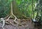 Tree with amazing roots in Taman Negara, Malaysia