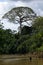 Tree in Amazonia