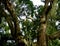 Tree in the Amazonian Rain Forest