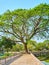 The tree amid the bridge, Kandawgyi Park, Yangon, Myanmar